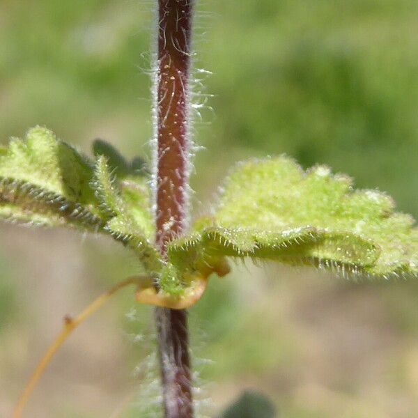 Veronica arvensis Leaf