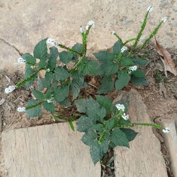 Heliotropium indicum Blad