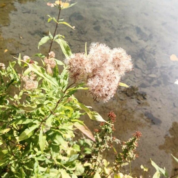 Eupatorium cannabinum Fruit