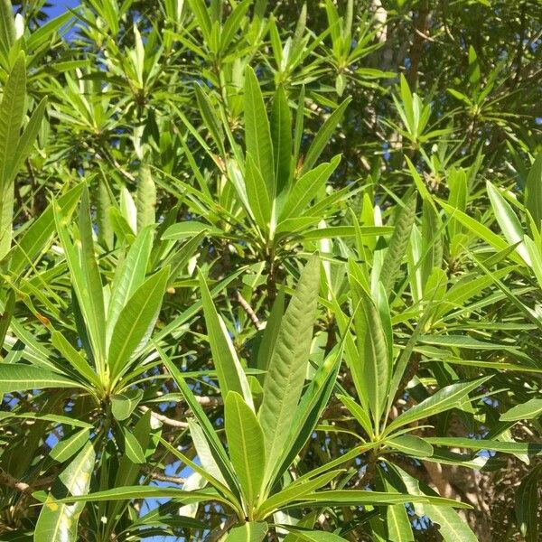 Breonadia salicina 葉