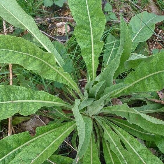 Verbascum speciosum Folha