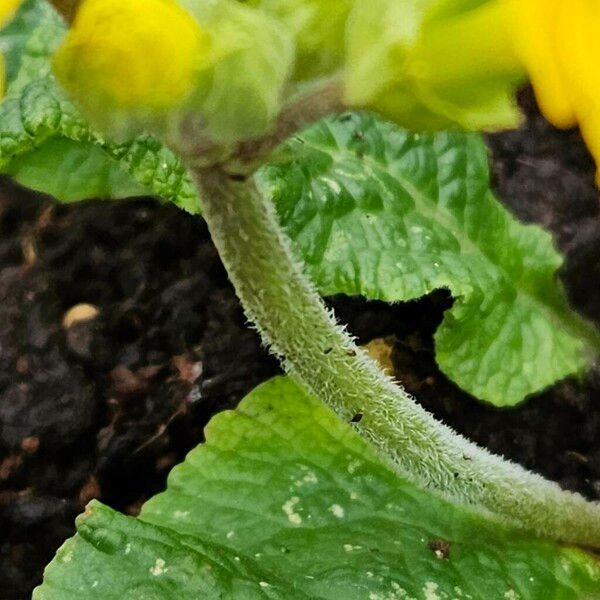 Primula × polyantha Corteccia