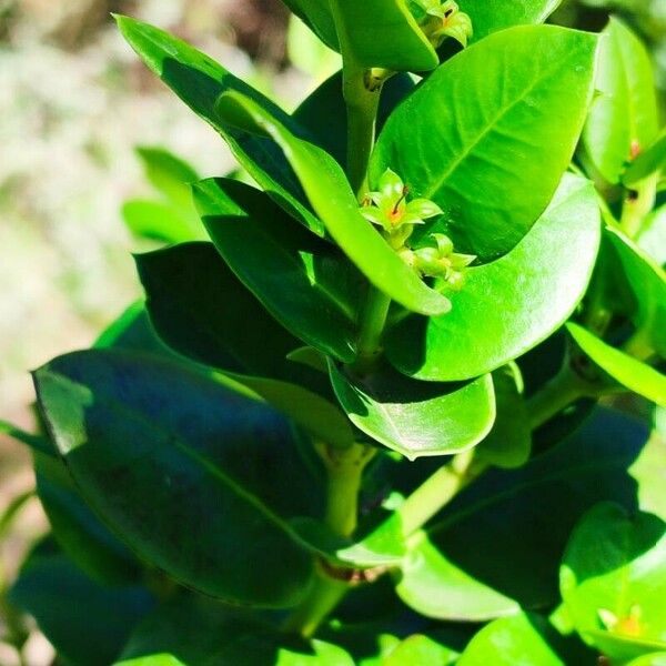 Carissa macrocarpa 葉