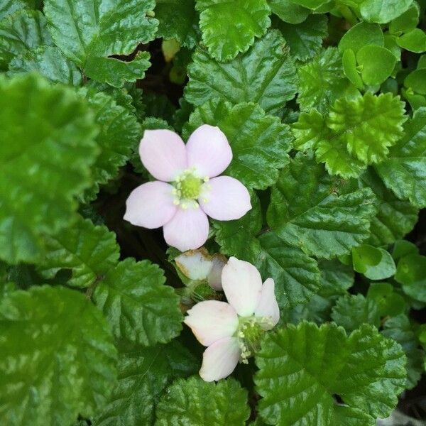 Rubus radicans
