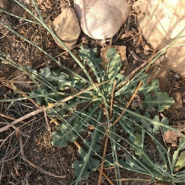 Launaea nudicaulis Leaf