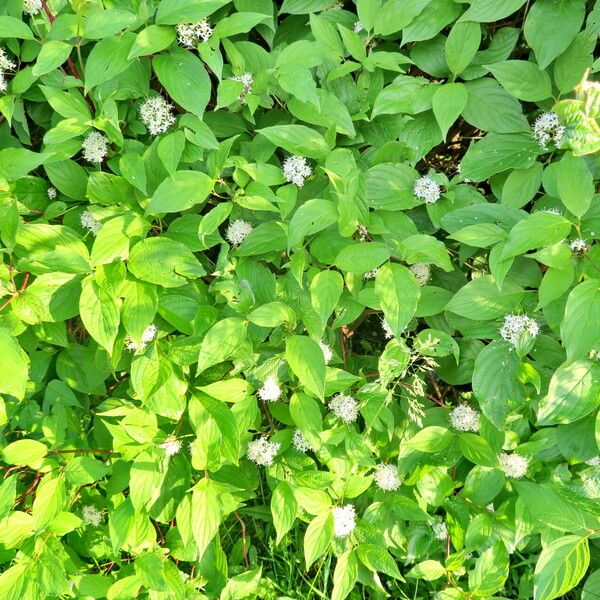 Cornus sericea 葉