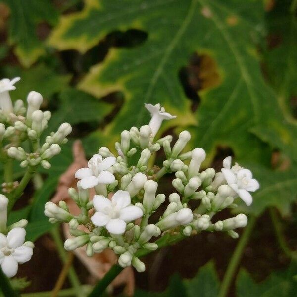 Cnidoscolus aconitifolius Fleur