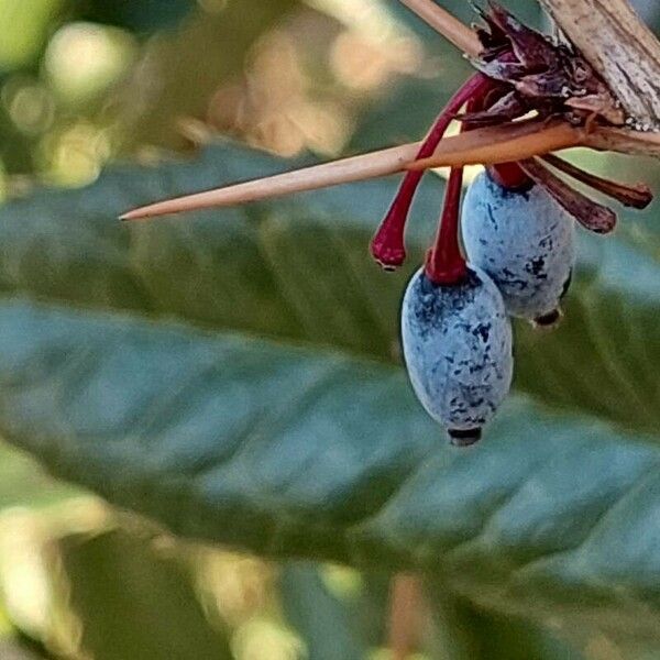 Berberis julianae Frukto