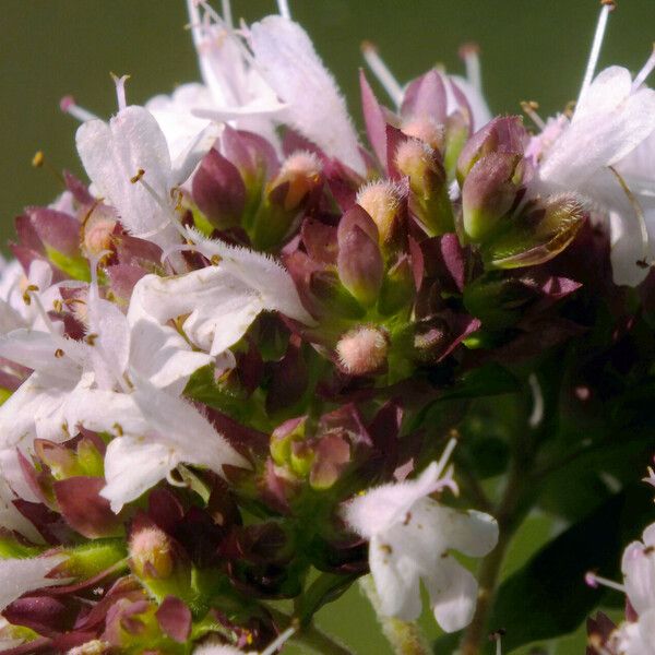 Origanum vulgare Flower