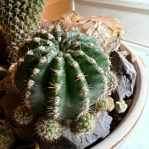 Echinopsis oxygona Листок