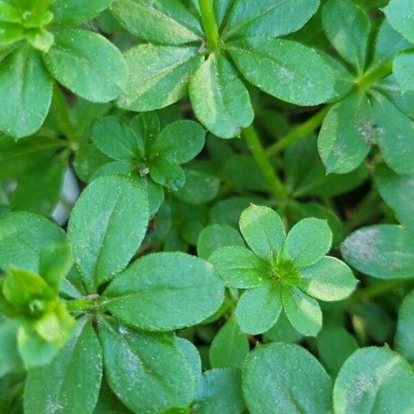 Galium triflorum Ліст