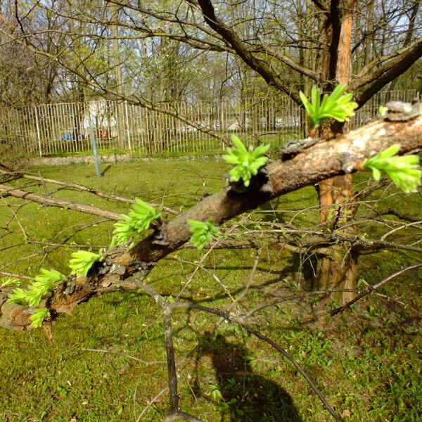 Metasequoia glyptostroboides ᱥᱟᱠᱟᱢ