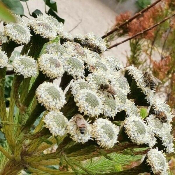 Berzelia albiflora Žiedas