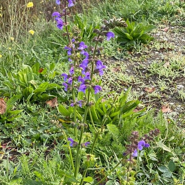 Salvia pratensis Habit