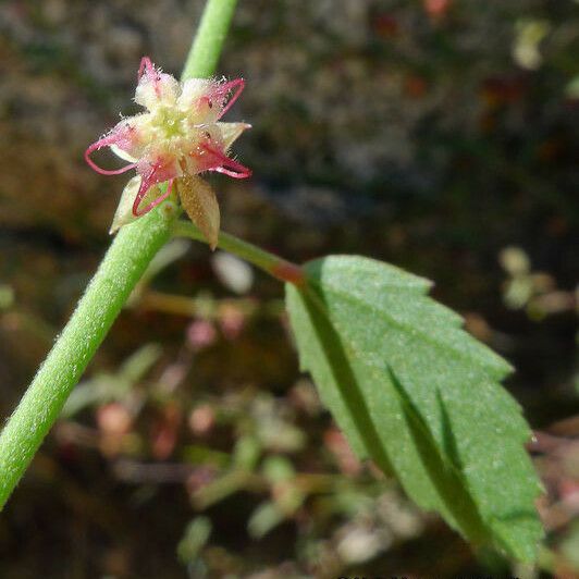 Ayenia compacta Plante entière