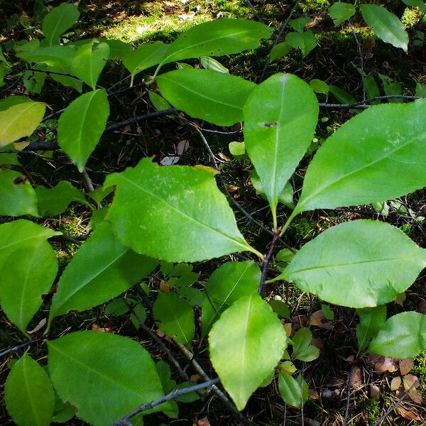 Prunus serotina برگ