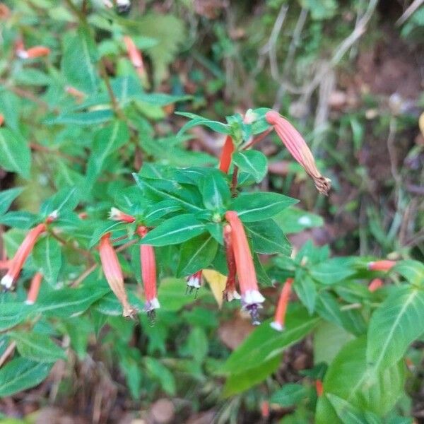 Cuphea ignea Flower