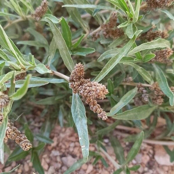 Amaranthus muricatus Kvet