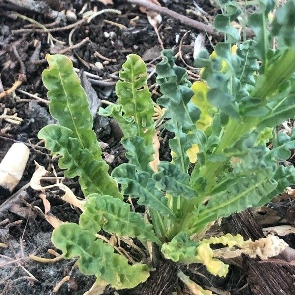 Reseda luteola Лист