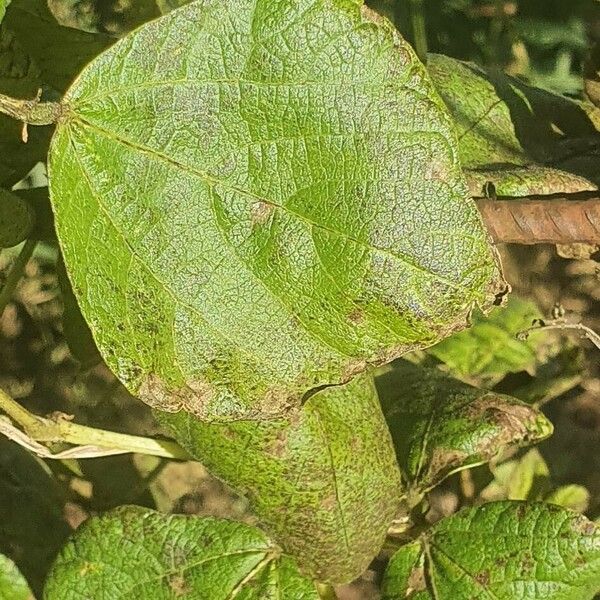 Phaseolus coccineus 葉