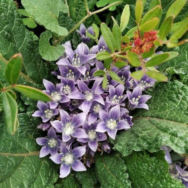 Mandragora autumnalis Blomma