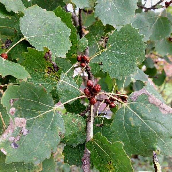 Populus tremula Sonstige