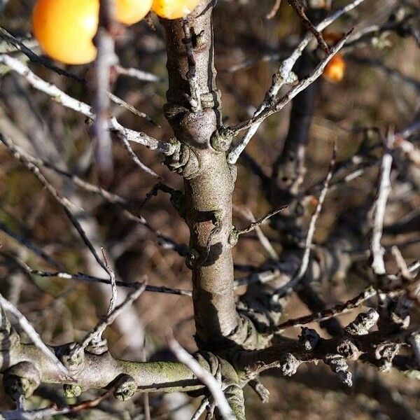 Hippophae rhamnoides Corteza