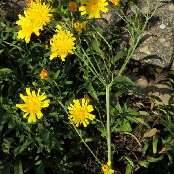 Hieracium umbellatum Hábitos