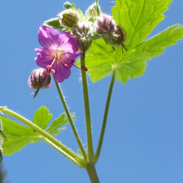 Geranium macrorrhizum Žiedas