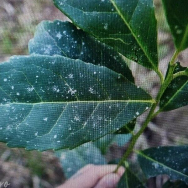 Ilex paraguariensis Ліст