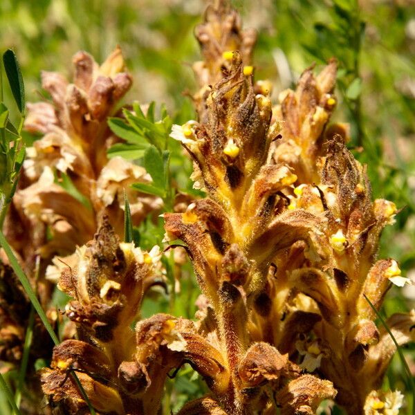 Orobanche lutea Blodyn