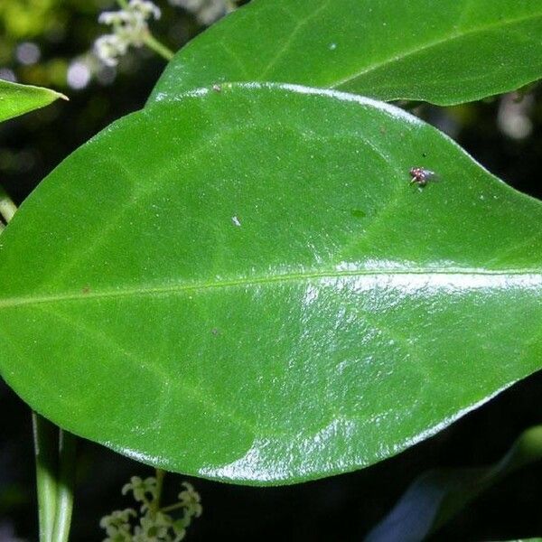 Tassadia obovata Leaf