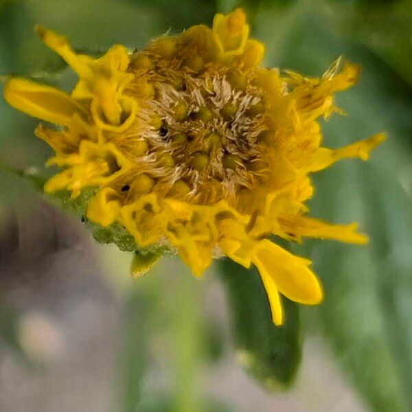 Dittrichia viscosa Flower