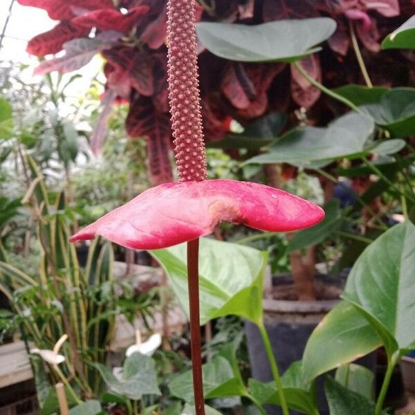 Anthurium andraeanum ᱵᱟᱦᱟ