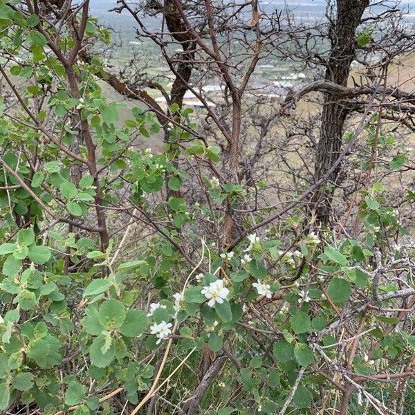 Amelanchier utahensis Flower