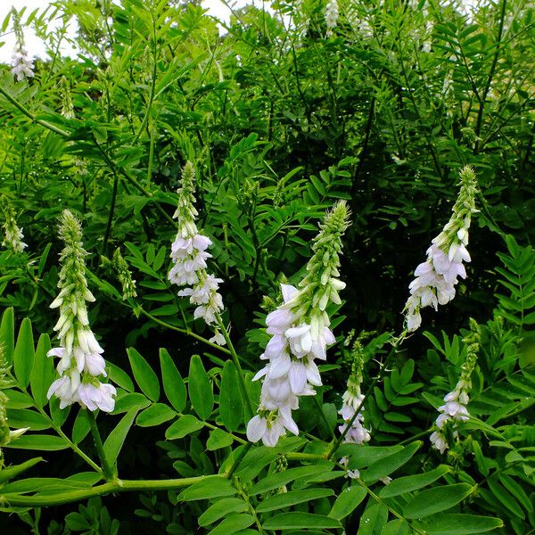 Galega officinalis Květ