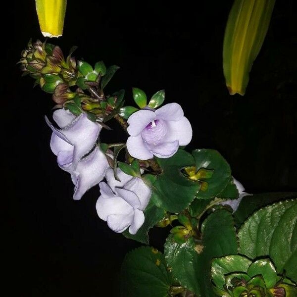 Gloxinia perennis Bloem