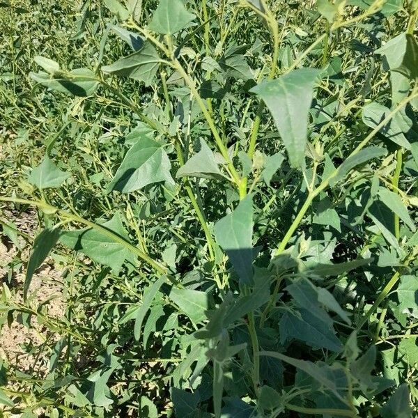 Atriplex micrantha Hoja