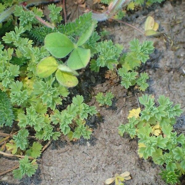 Alchemilla arvensis ശീലം