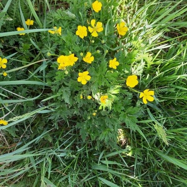 Potentilla heptaphylla Žiedas