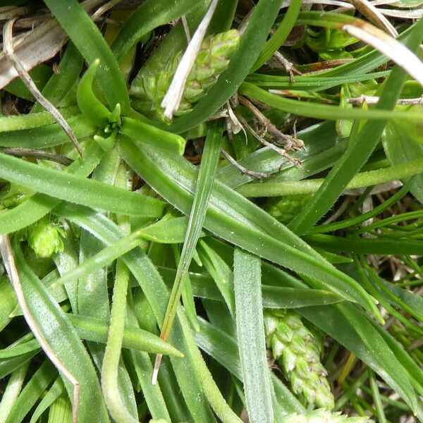 Plantago alpina Fuelha