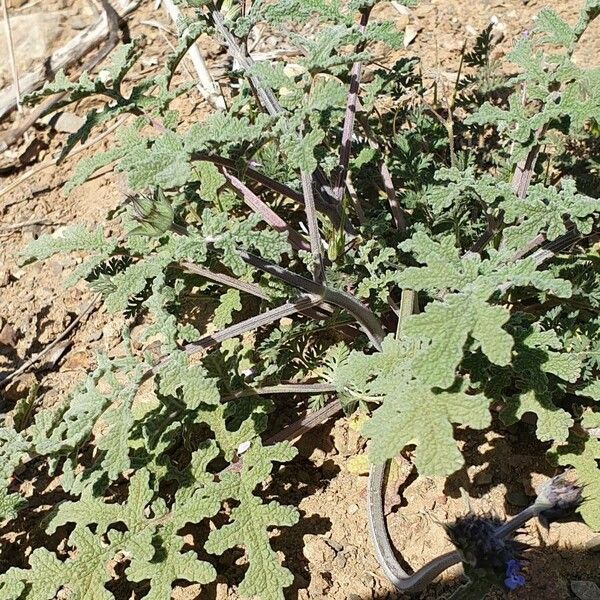 Salvia mellifera পাতা