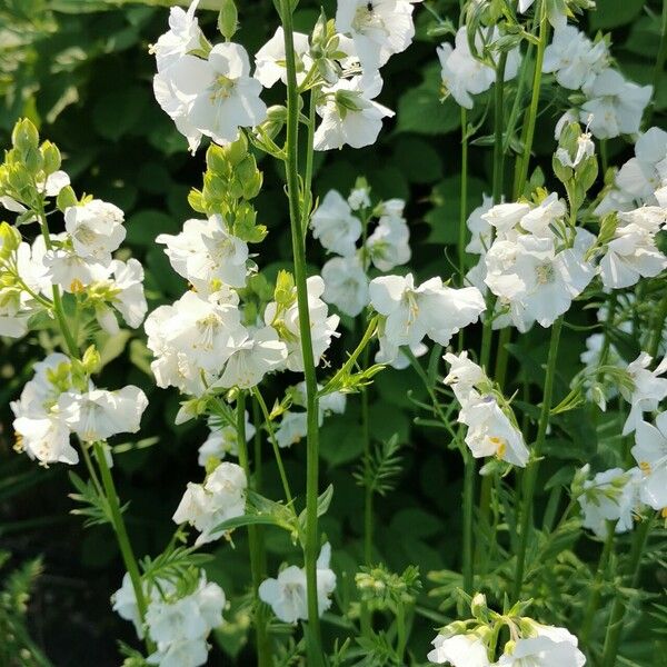 Polemonium caeruleum Flor