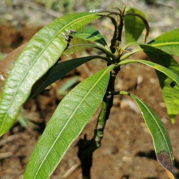 Mangifera indica Folla