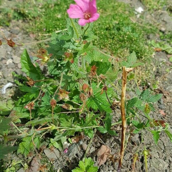 Geranium endressii Кветка