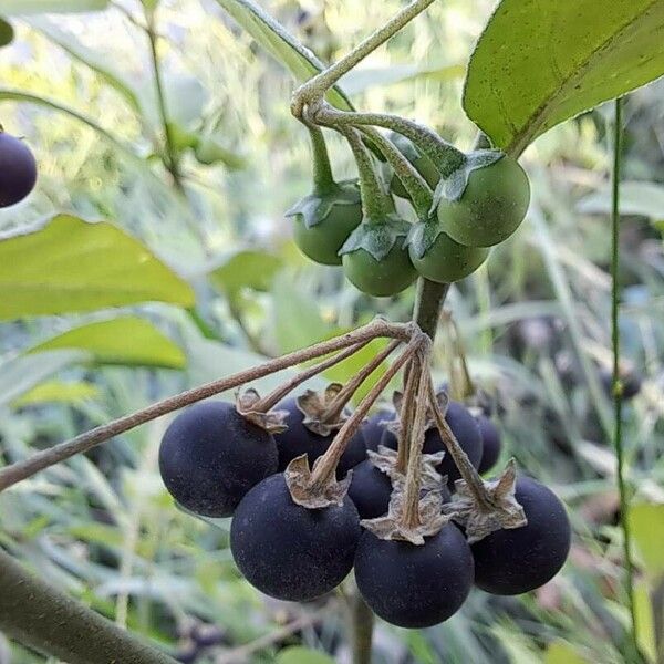 Solanum chenopodioides Frukt