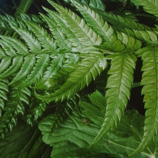 Polystichum rigens List