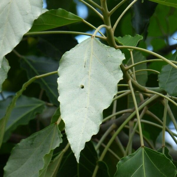 Aleurites moluccanus Leaf