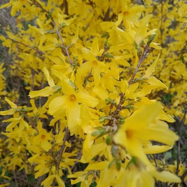 Forsythia viridissima फूल