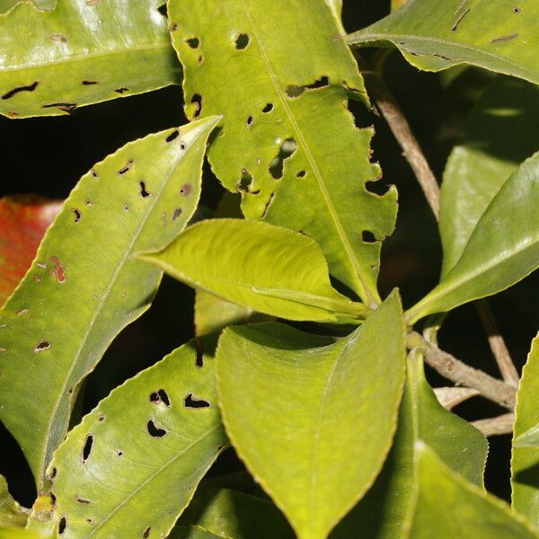 Miconia albicans Fuelha